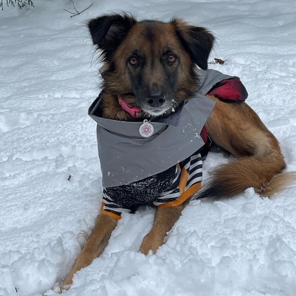 Meet your Posher, Lily - Picture 12 of 15